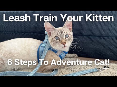 HOW TO LEASH TRAIN YOUR KITTEN IN 6 SIMPLE STEPS: Adventure Cat Advice For Beginners | Loki & Elena