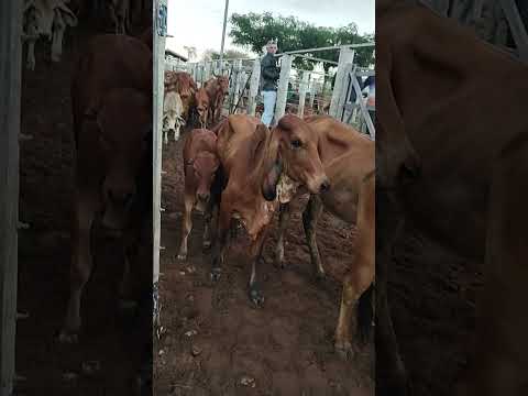 GADO CHEGANDO NA FEIRA DO GADO EM CIPÓ BA