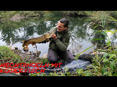 Herbst Hechtangeln mit Köderfisch - Tips & Tricks // Deadbait angeln