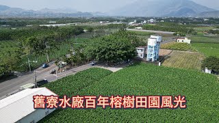 屏東最北高樹最美 | 舊寮水廠百年榕樹田園風光 | 4K 60P 空拍