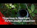 Tijgermug in Neerkant gevonden; NVWA plaatst lokpotten