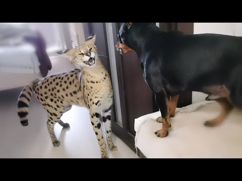 Serval and pincher sort things out/Serval meows