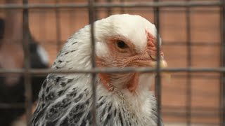 Madarak az iskolában