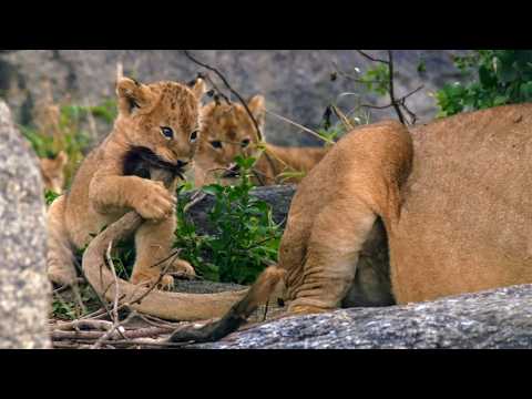 Born in Africa: Survival School