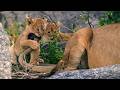 Born In Africa Survival School