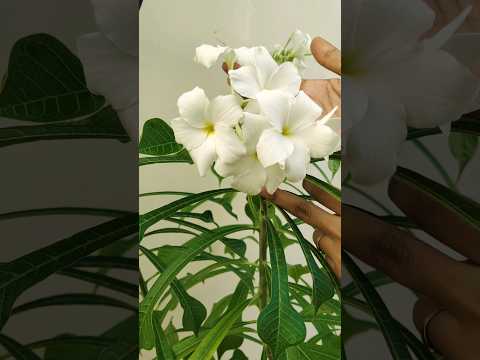 , title : '🌱Tips for Plumeria Plant | नागचंपा की देखभाल कैसे करें ।🌿 How to Care Plumeria, Tips🍃 #viral #shorts'