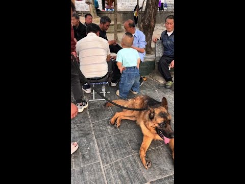 Where is my dog? #Hahaha, I'm going to die laughing #Never expected #Funny #Dog