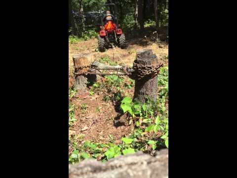 Stump pulling with block and tackle 1
