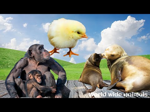 Animals Video : All cute animals and it's names Part 16 w2a