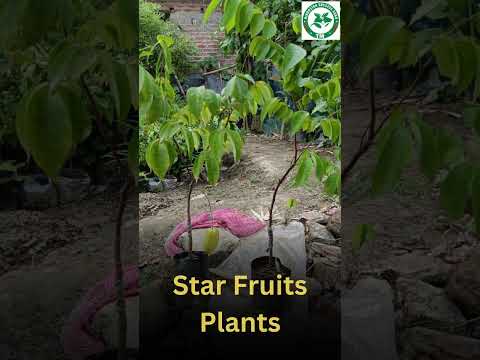 Star Fruits Plant