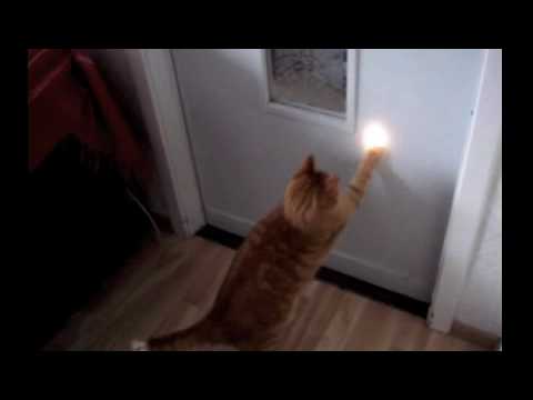 Presenting Niamh: my garfield look-a-like