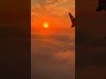 Nascer do sol. O sol manhã de flor e sal. #viral #youtubeshorts