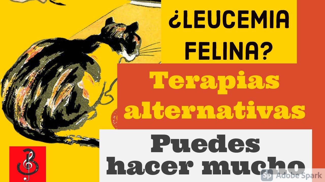 Leucemia felina: Puedes hacer mucho por tu gato