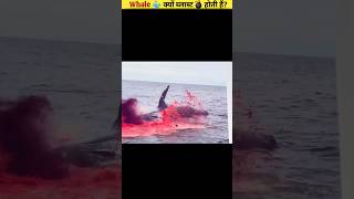 WHALE 🐳 के मरने पर विस्फ़ोट क्यों होता है? || The Phenomenon of Whales Exploding After Death #shorts