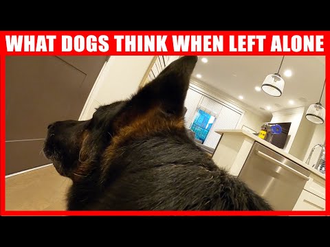 YouTube video about: How long can a dog remember a scent?