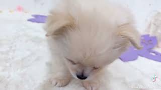 ハーフ犬の動画01