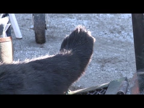 NJ Sussex County Bear Hunt Day Two