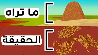 هذا ما ستراه لو استطعت السير داخل جحر للنمل