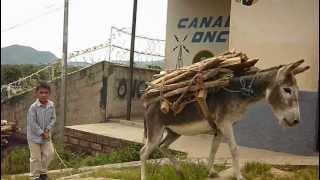 preview picture of video 'Burros y caballos en Ocotal, fieles aliados del trabajo duro (Donkey and Horse in the city)'