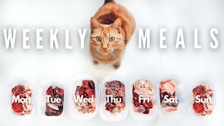 What My Raw Fed Cat Eats In A Week