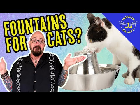Is Running Water Healthier for Your Cats? - YouTube