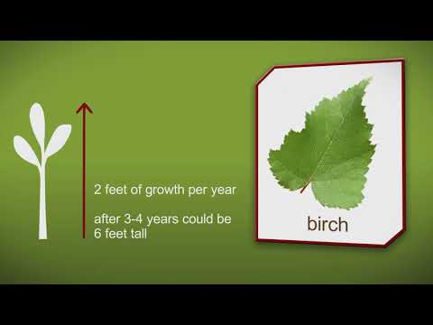 How to plant a Birch Tree by Heathwood Nurseries