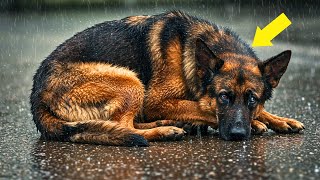 Un Pastor Alemán Ciego Estaba a Punto de Rendirse, Hasta que un Hombre Hizo Algo que Nadie Esperaba!