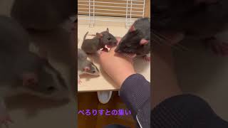 我が家のぺろりすと達【ファンシーラット】