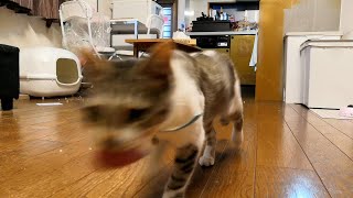 雨の日は猫と遊ぶ。取ってこーい遊び[猫]