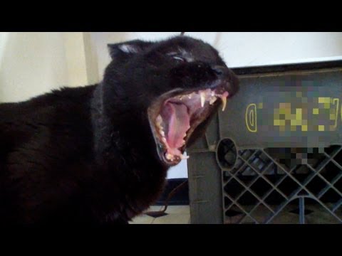 Talking Kitty Cat 30 - Demon Cat