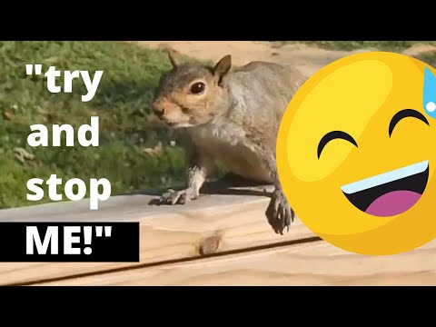 Squirrel Thief Back At It Again😆 | Cute Reaction