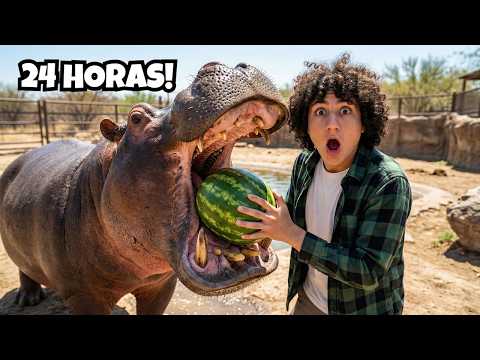 ASÍ VIVEN LOS HIPOPÓTAMOS EN COLOMBIA