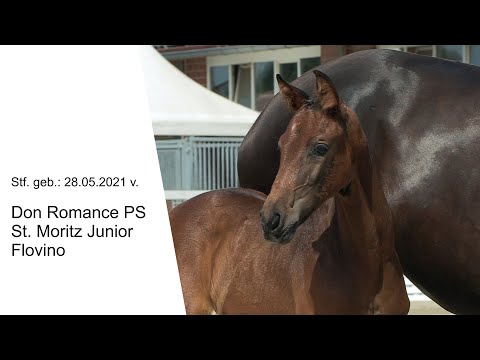 Stf v Don Romance PS x St Moritz Junior x Flovino 2021
