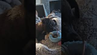 Video preview image #1 Chihuahua-Unknown Mix Puppy For Sale in Corona, CA, USA