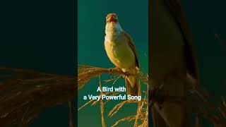 Download lagu Burung dengan Nyanyian yang Sangat Dahsyat | Suara Menakjubkan dari Burung Wren Eurasia mp3