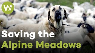 Switzerland: Mountain Shepherd's Battle to Save the Alpine Paradise | Paradise Preserved (5/5)