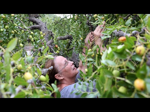 U skradinskom kraju započela je berba žižula - cijenjenog voća