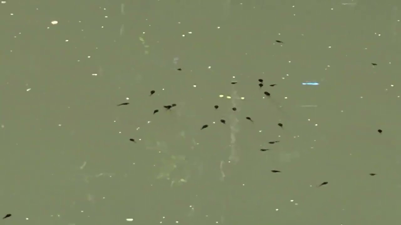 Tour - Spring Tadpoles and Dragonflies on Pentoga Trail Wisconsin side.