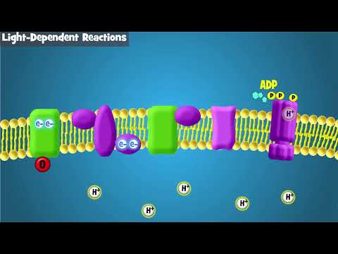 Photosynthesis Intro and Light-Dependent Reactions