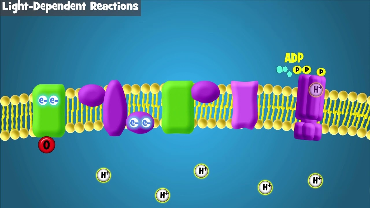 Ch.7 Light Dependant Reactions