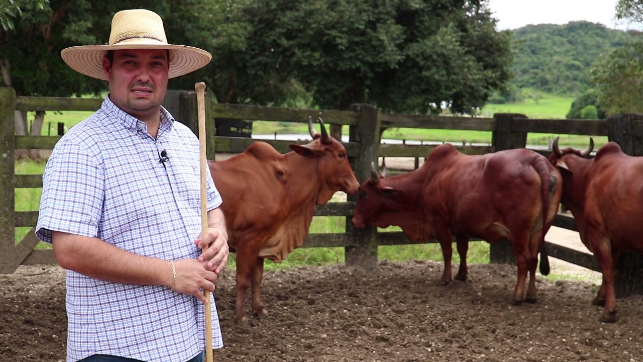 Conheça a raça Sindi e programa da ABCZ para identificar as melhores linhagens