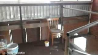 Кошачий паркур