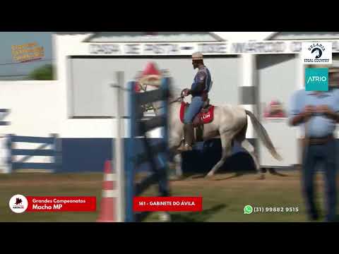 Expo Curvelo 2022 Grande Campeonato Cavalo Marcha Picada