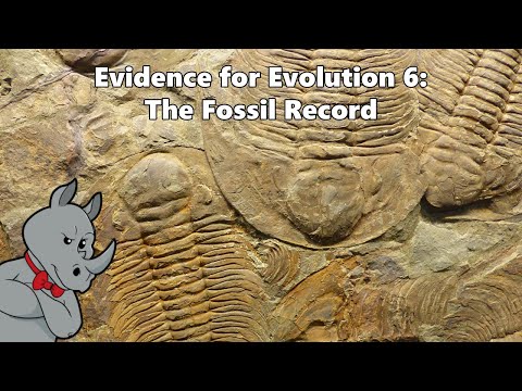 Evidence for Evolution - The Fossil Record