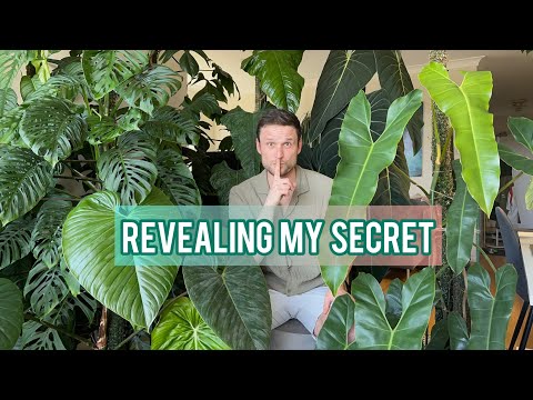 HOW TO GROW LARGE PLANTS INDOORS - revealing my secrets