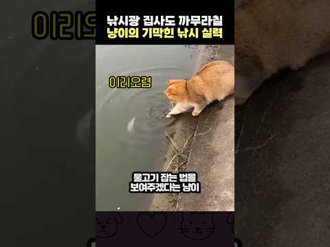 낚시광 집사도 까무라칠 냥이의 기막힌 낚시 실력