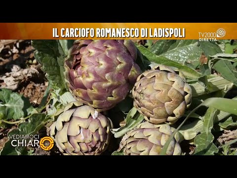 Vediamoci Chiaro, 21 marzo 2022 - Il carciofo romanesco di Ladispoli