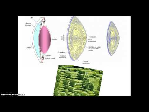 comment renforcer la retine