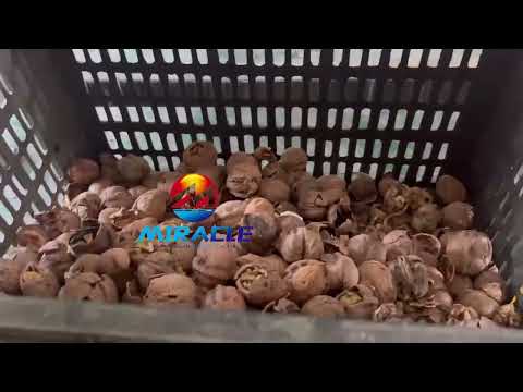 This Industrial Walnut Cracking Machine CRACKS Walnuts PERFECTLY! (99% Whole Kernels!)