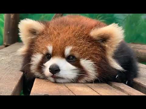 Red Panda With Overloaded Cuteness